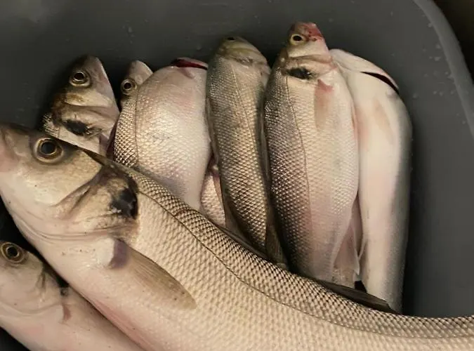 Belle La Galinoche Holiday home